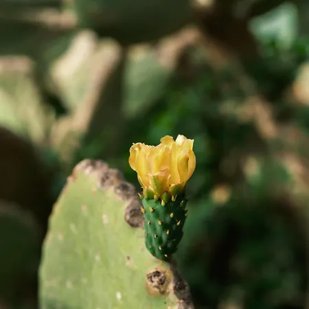 Flow Surf & 3* Datça