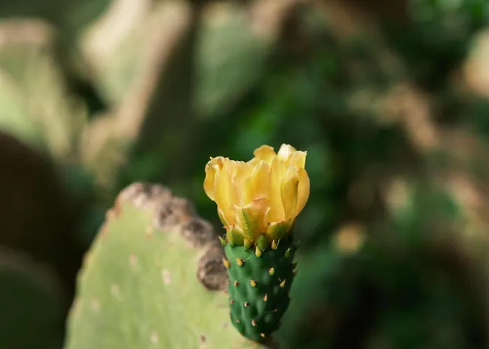 Flow Surf & 3* Datça