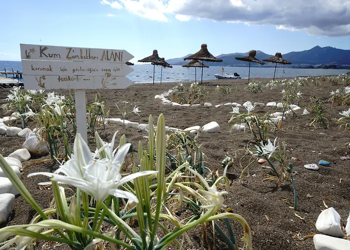 Flow Surf & 3* Datça